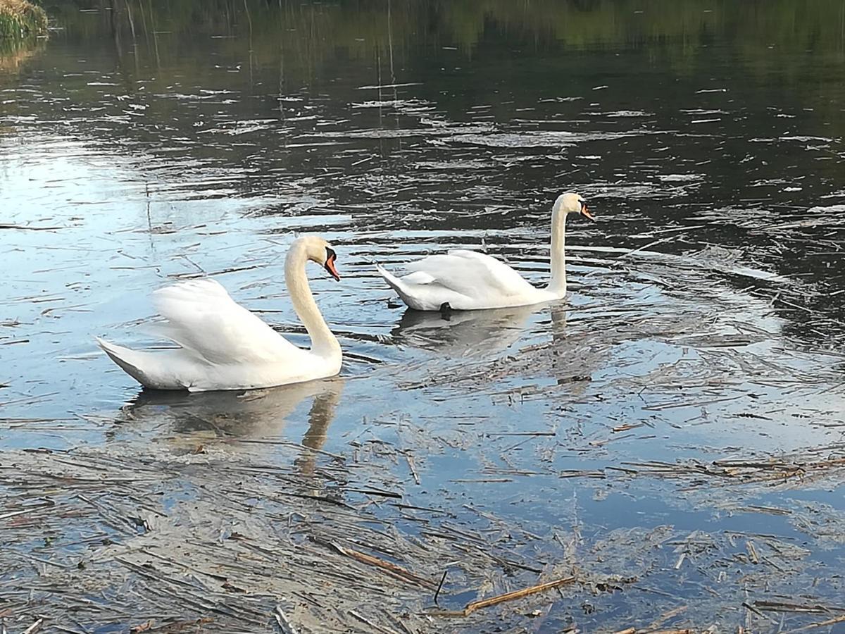 Propriete Bordee D'Etangs, Propice A La Detente Florenville Exteriör bild